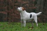 PARSON RUSSEL TERRIER 218